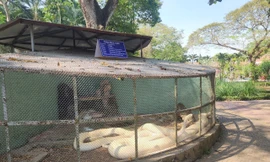 Cận cảnh trăn bạch tạng quý hiếm dài 5m, nặng hơn 90kg