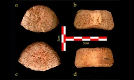 Phát hiện hóa thạch 1,5 triệu năm tuổi, cho cái nhìn khác về lịch sử châu Phi 