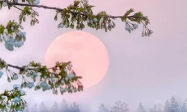 Đừng bỏ lỡ kỳ thú “Trăng hồng” cuối tuần này 