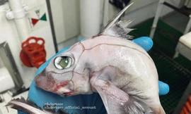 Cá quái thú gây sốt mạng Instagram 