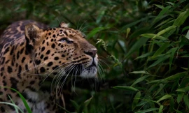 Tới đây, những loài vật nào sẽ bị tuyệt chủng?