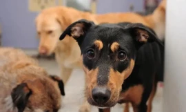 Lạm phát tăng cao, nhiều người Mỹ bỏ nuôi thú cưng 