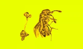 Kỳ lạ miếng hổ phách có bông hoa và con ong bắp cày 30 triệu năm còn nguyên vẹn 