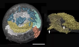 Phát hiện bộ não còn nguyên vẹn của hóa thạch giun dương vật 