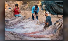 Phát hiện hóa thạch khổng lồ kỷ Jura