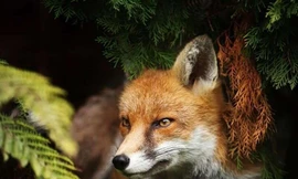 Tìm thấy ký sinh trùng phá huỷ gan có thể lây sang người 