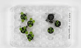 Nghiên cứu mới: Thực vật có thể phát triển trong đất ​​Mặt trăng 