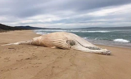 Xác cá voi lưng gù trắng cực hiếm dạt vào bãi biển Australia 