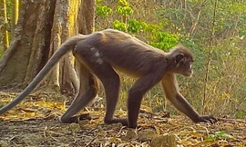 224 loài mới được phát hiện ở khu vực sông Mekong 