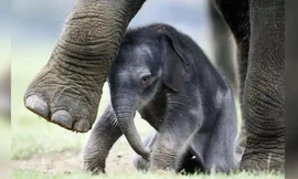 Kỳ lạ, voi mẹ ôm xác con đã chết trong nhiều tuần 