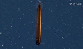 Bất ngờ gặp cá rồng vảy đồng hiếm có ngoài khơi biển California 