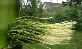 Hoa cau tốt cho dạ dày