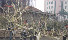 Không biết bao nhiêu cây đào đá đã bị chặt tận gốc Ảnh: Phan Sáng