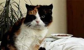 Tự tử vì mèo cưng chết