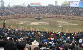 “Chọi” người giữa hội đấu ông Cầu Hải Lựu