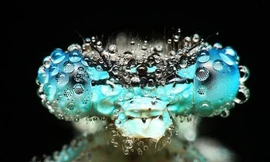 Đẹp ngỡ ngàng với thế giới côn trùng - P2