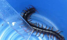 Thú cưng kỳ quái tiền triệu của giới trẻ Việt