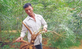 Dân ngồi khóc trên đống sắn