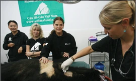 Nữ diên viên MacGraw (người thứ 2 từ bên phải sang) cùng bà Tiến sỹ Jill Robinson MBE, và TS Tuấn Bendixsen chứng kiến bác sỹ của TTCHG khám cho chú gấu Murko Ảnh: Xuân Phú