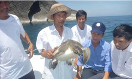 Thả rùa về biển Cù Lao Chàm