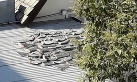 Bộ Ngoại giao thông tin vụ vi cá mập phơi trên nóc nhà