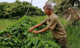 Lão nông làm vườn đa canh thu 700 triệu mỗi năm