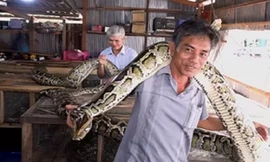 Đàn trăn dài 7 mét trong nhà lão nông