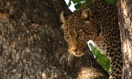 Báo hoa mai trên cây lao xuống ngoạm cổ linh dương