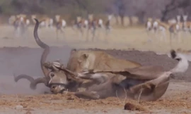 Linh dương mất mạng dưới hàm sư tử