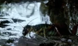 Dế to bằng chuột nhắt sống được ở môi trường - 10 độ C