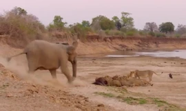 Voi cái nổi giận khiến bầy sư tử bỏ chạy thoát thân