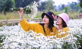 Cúc họa mi nở rộ ở Đà Nẵng thu hút giới trẻ