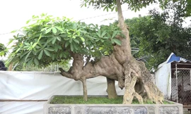 Cây hoa sữa hình 'con voi' hơn 100 tuổi ở Hưng Yên