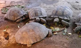 Rùa Sulcata 'siêu to' giá gần 100 triệu ở Hà Nội