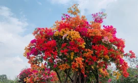 Hoa giấy ngũ sắc giá hơn 100 triệu mỗi cây