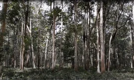 Quần thể gỗ trắc quý hiếm rộng hơn 500 ha