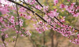 Đào rừng nở rộ