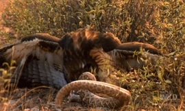 Mải săn mồi, rắn đuôi chuông bị diều hâu xé thịt ăn sống