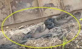 Tay không bắt sống ổ rắn hổ mang 4 con dữ tợn