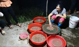 Nông dân chong đèn vớt rươi đầu mùa