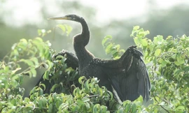 Đàn chim cổ rắn quý hiếm làm tổ giữa lòng hồ