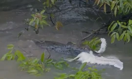 Cá sấu caiman chồm lên ngoạm chim diệc non