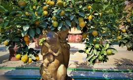 'Chuột vàng cõng quất' xuất hiện phục vụ Tết ở Hà Nội