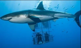 Cá mập trắng tấn công lồng bảo hộ có du khách bên trong