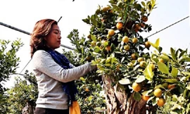 Quất ghép gỗ lũa lạ mắt, giá đến 50 triệu đồng/ chậu bung hàng chơi Tết