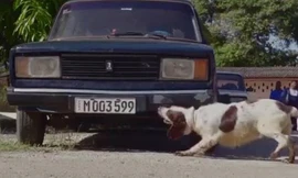 Chuyên gia Pháp huấn luyện chó nghiệp vụ Cuba đánh hơi tiền 