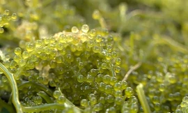 Nuôi rong nho Nhật Bản trong bể xi măng