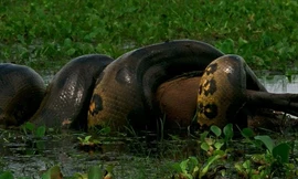 Trăn khổng lồ tấn công chớp nhoáng lấy mạng nai rừng