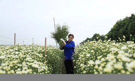 Thu hoạch cúc họa mi kiếm hàng chục triệu mỗi vụ