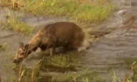 Nai sừng xám kéo lê cá sấu lên bờ để thoát thân